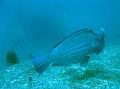 SIMILAN nov  2008 .PHOTO ARNOLD (61)